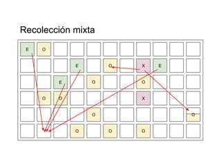 Recolección mixta 
E O 
O 
E 
E X 
O 
X 
E 
O 
O O 
O 
O 
O 
O 
O 
 