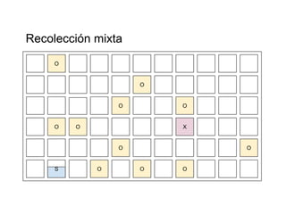 Recolección mixta 
O 
O 
O 
X 
O 
O O 
O 
O 
O 
O 
S O 
 