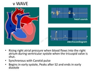 v WAVE
• Rising right atrial pressure when blood flows into the right
atrium during ventricular systole when the tricuspid valve is
shut.
• Synchronous with Carotid pulse
• Begins in early systole, Peaks after S2 and ends in early
diastole
 