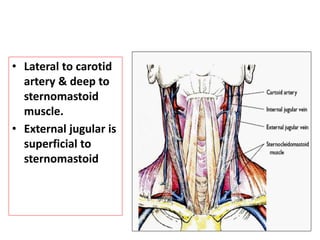 • Lateral to carotid
artery & deep to
sternomastoid
muscle.
• External jugular is
superficial to
sternomastoid
 