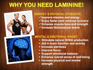 WHY YOU NEED LAMININE!
ENERGY & PHYSICAL STRENGTH
Improve stamina and energy
Enjoy faster post workout recovery
Enhance muscle tone and strength
Increase libido/sexual desire
MENTAL & EMOTIONAL BOOST
 Stimulate natural DHEA production
 Aid in brain function and activity
 Increase alertness
 Improve focus
 Support emotional balance
 Enhance overall sense of well-being
 Increase physical and mental
strength
 