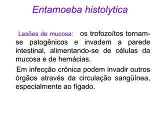 Entamoeba histolytica 
Lesões de mucosa: os trofozoítos tornam-se 
patogênicos e invadem a parede 
intestinal, alimentando-se de células da 
mucosa e de hemácias. 
Em infecção crônica podem invadir outros 
órgãos através da circulação sangüínea, 
especialmente ao fígado. 
 