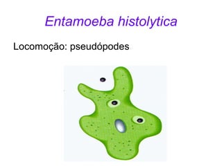 Entamoeba histolytica 
Locomoção: pseudópodes 
 