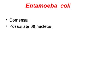Entamoeba coli 
• Comensal 
• Possui até 08 núcleos 

