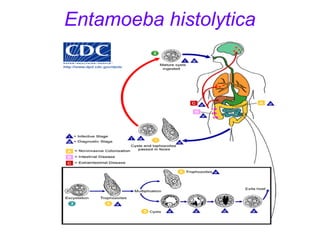 Entamoeba histolytica 
 