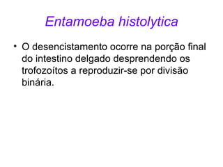 Entamoeba histolytica 
• O desencistamento ocorre na porção final 
do intestino delgado desprendendo os 
trofozoítos a reproduzir-se por divisão 
binária. 
 