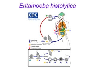 Entamoeba histolytica 
 