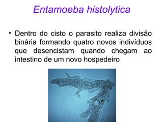 Entamoeba histolytica 
• Dentro do cisto o parasito realiza divisão 
binária formando quatro novos indivíduos 
que desencistam quando chegam ao 
intestino de um novo hospedeiro 
 