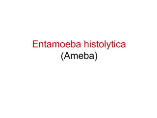 Entamoeba histolytica 
(Ameba) 
 