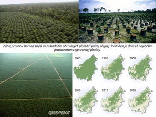 Zánik pralesov Bornea súvisí so zakladaním obrovských plantáži palmy olejnej. Indonézia je dnes už najväčším
producentom tejto cennej plodiny.
 