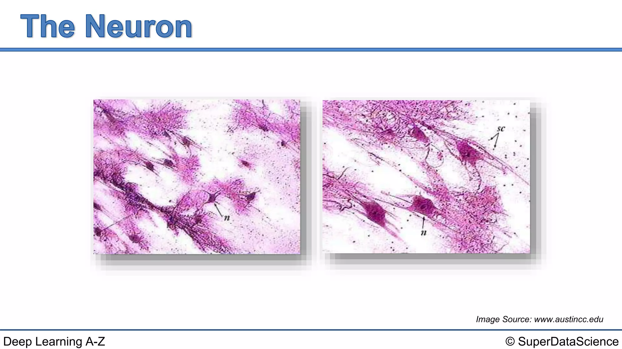 © SuperDataScienceDeep Learning A-Z
Image Source: www.austincc.edu
 