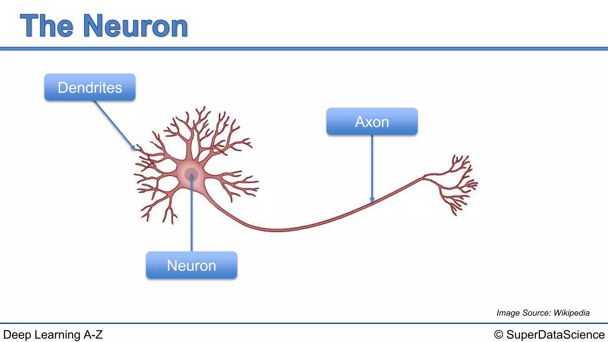 © SuperDataScienceDeep Learning A-Z
Image Source: Wikipedia
Neuron
Axon
Dendrites
 