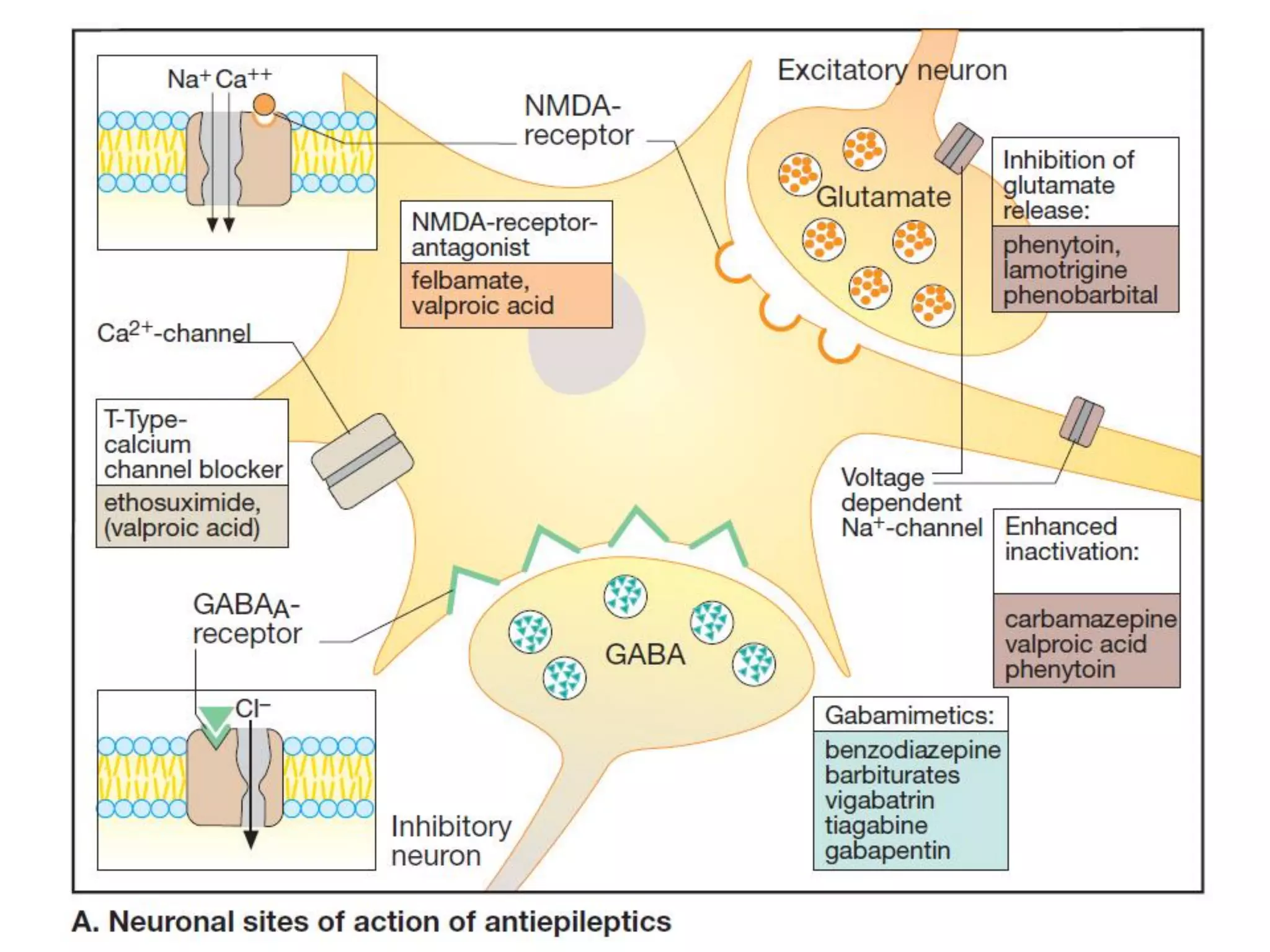 Status epilepticus and treatment