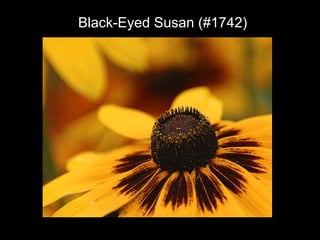 Black-Eyed Susan (#1742)
 