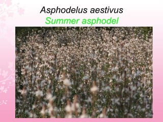 Anagyris foetidaMediterranean Stinkbush6