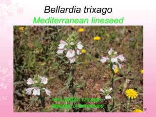 Arum italicumCuckoo pint8