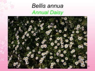 Anacamptis pyramidalis   / Arbutus unedPyramidal orchid        Strawberry tree9