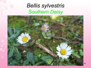 Asphodelus aestivusSummer asphodel10