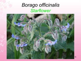 Asteriscus maritimusSea aster11