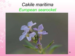 Bellardia trixagoMediterranean lineseed12