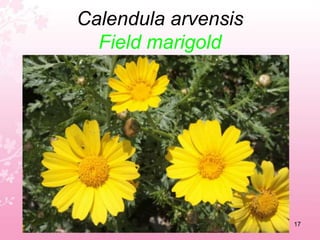 Bellis annuaAnnual Daisy13