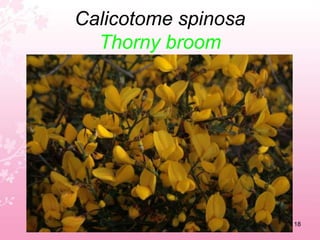 Bellis sylvestrisSouthern Daisy14