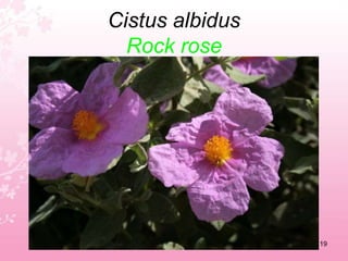 Borago officinalisStarflower15