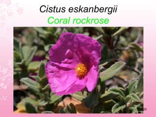 Cakile maritimaEuropean searocket16