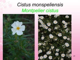 Calendula arvensisField marigold17