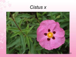 Cistus albidusRock rose19