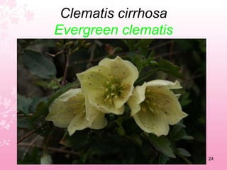 Cistus eskanbergiiCoral rockrose20