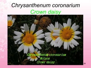 Clematis cirrhosaEvergreen clematis24