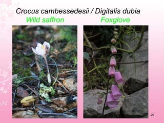 Cneorum tricocconSpurge Olive25