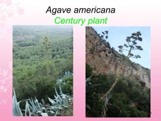  CENTRE D’EDUCACIÓ D’ADULTS CEA CAMP     RODO 	Palma de Mallorca  Spain 