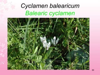 Convulvulus arvensisBindweed26