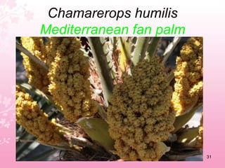 Crithmum maritimumRock samphire27