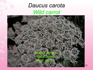 Chrysanthenum coronariumCrown daisy28