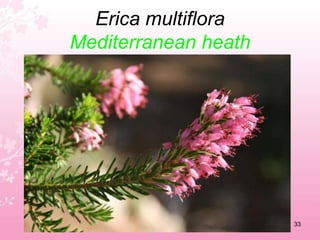 Crocus cambessedesii / Digitalis dubiaWild saffron                  Foxglove29