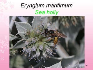 Cyclamen balearicumBalearic cyclamen30