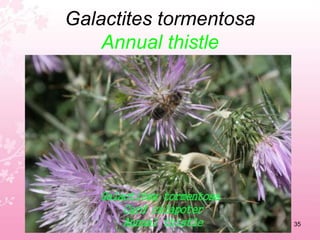 Chamarerops humilisMediterranean fan palm31