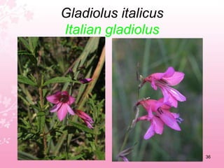 Daucus carotaWild carrot32