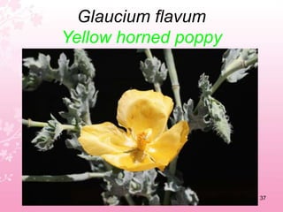 Erica multifloraMediterranean heath33