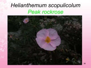 Eryngium maritimumSea holly34