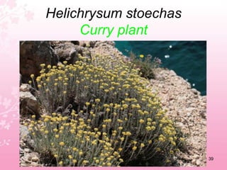 Galactites tormentosaAnnual thistle35