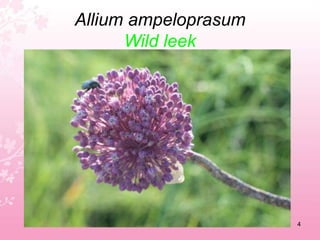 Logosvita  Tallinn  Estonia 