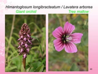 Gladiolus italicusItalian gladiolus36