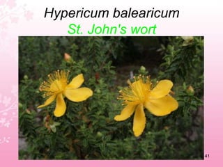 Glaucium flavumYellow horned poppy37