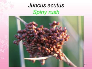 Helianthemum scopulicolumPeak rockrose38