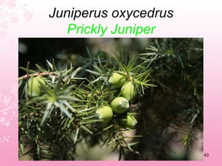 Helichrysum stoechasCurry plant39