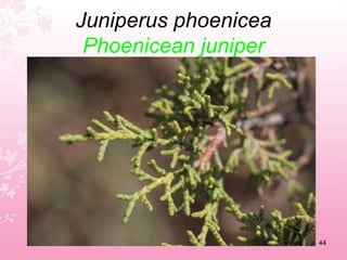 Himantoglosum longibracteatum / Lavatera arboreaGiant orchidTree mallow40